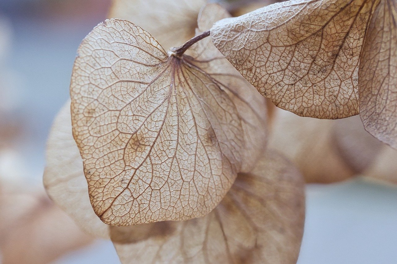 leaves, dry, hydrangea-8502147.jpg